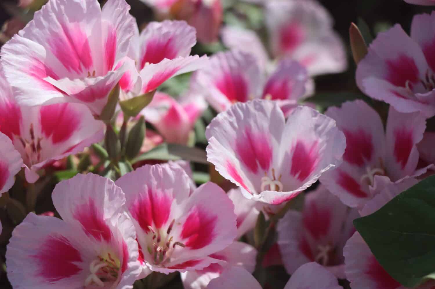 Blooming white pink in the sun Clarkia amoena 