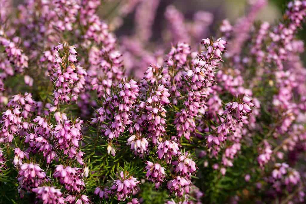 Close up flowering Calluna vulgaris common heather, ling, or simply heather Selective focus of the purple flowers on the field, Nature floral background.