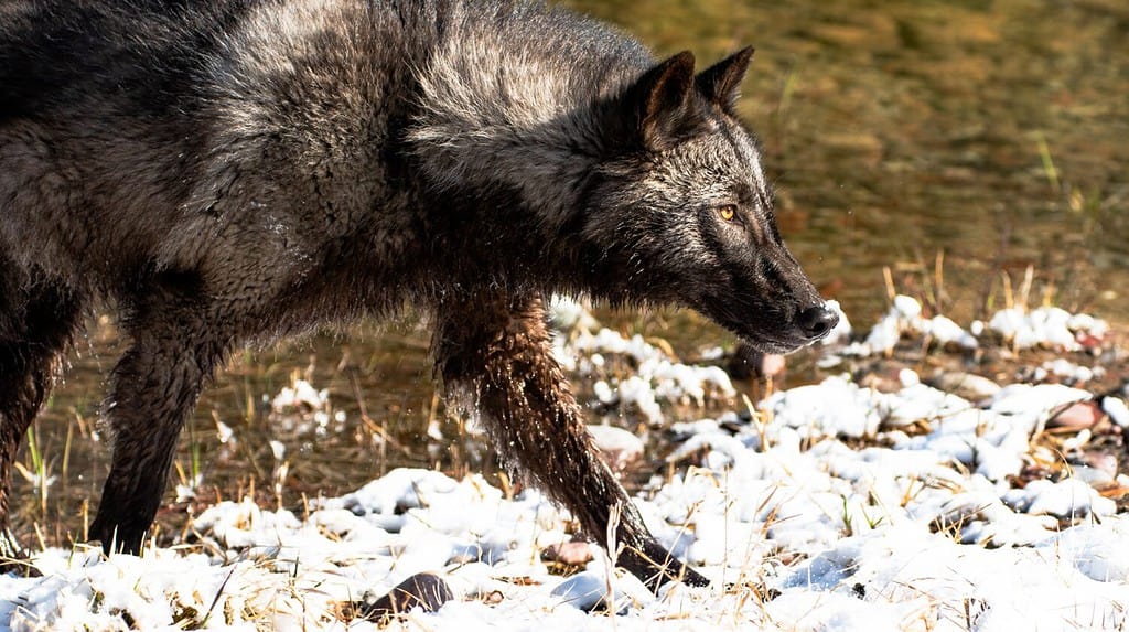 An Interior Alaskan wolf in the forest during winter on a blurry background