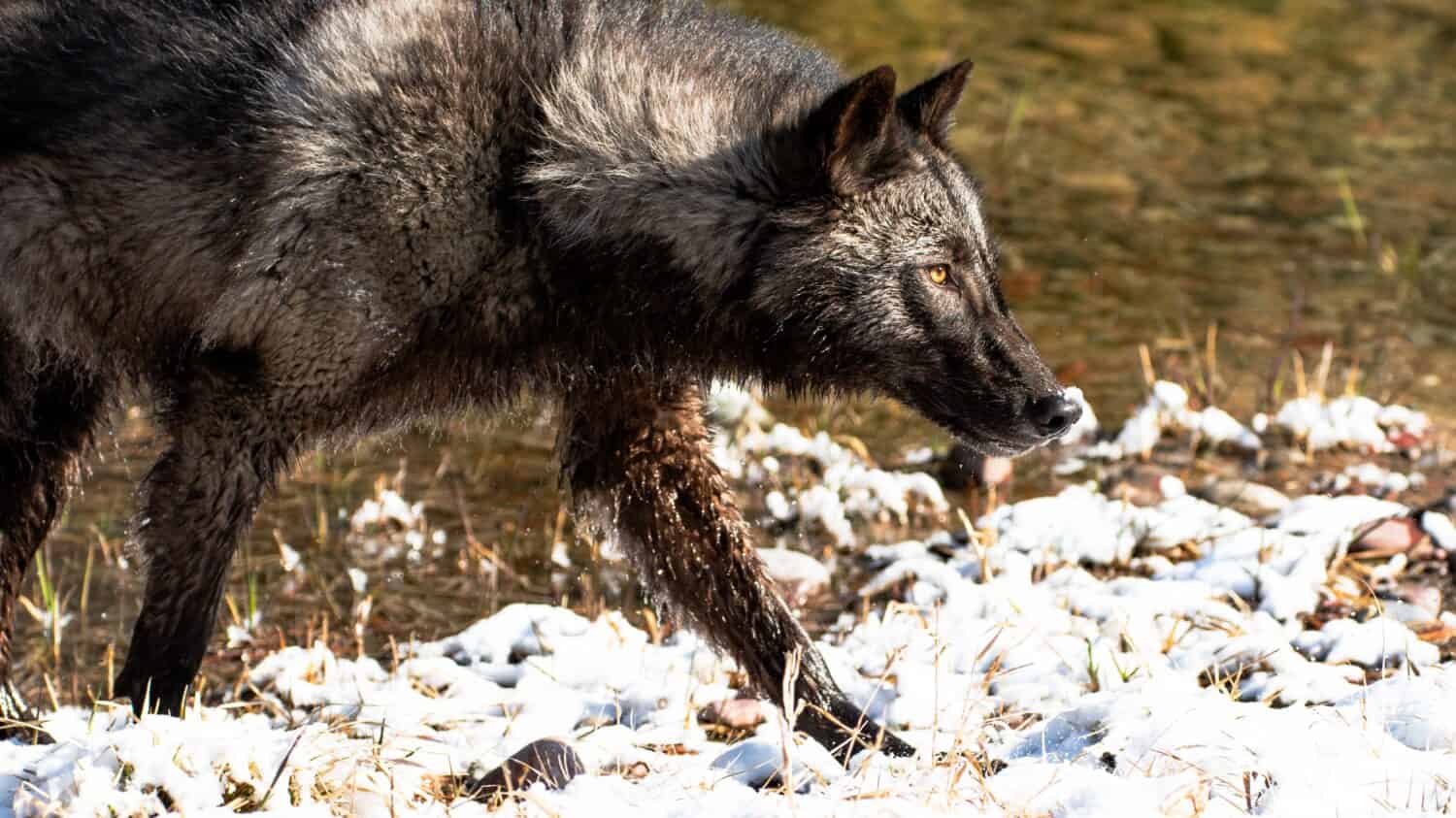 An Interior Alaskan wolf in the forest during winter on a blurry background