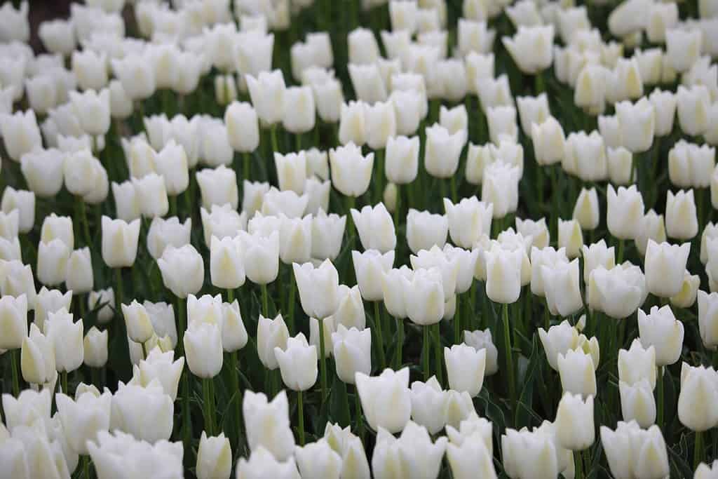 White blooming flowers of Tulip 'White Dream' on a field in Almere, The Netherlands