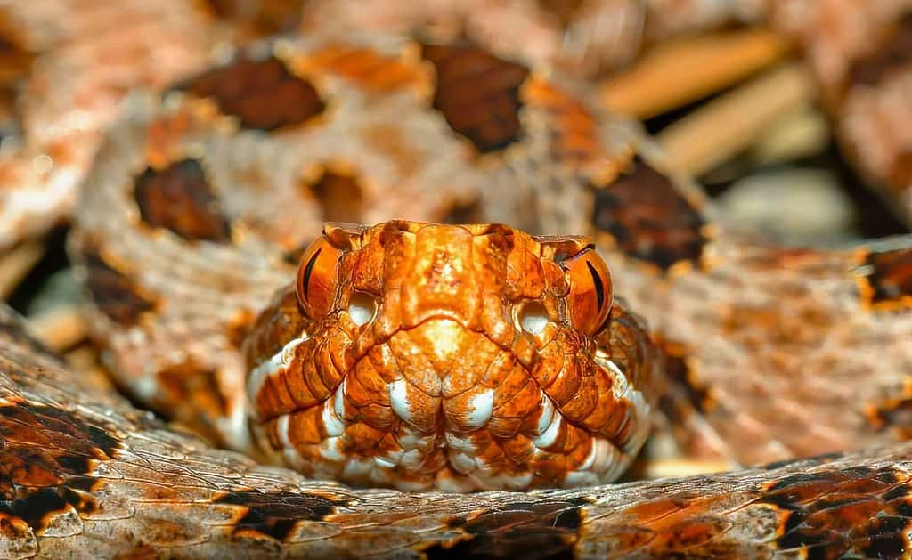 Close up view of red phase Carolina Pigmy or Pygmy rattlesnake - Sistrurus miliarius miliarus - front view of head and face showing heat sensing pits on either side. Georgia North Carolina border.