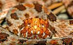 Pygmy Rattlesnake
