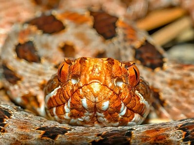 A Pygmy Rattlesnake