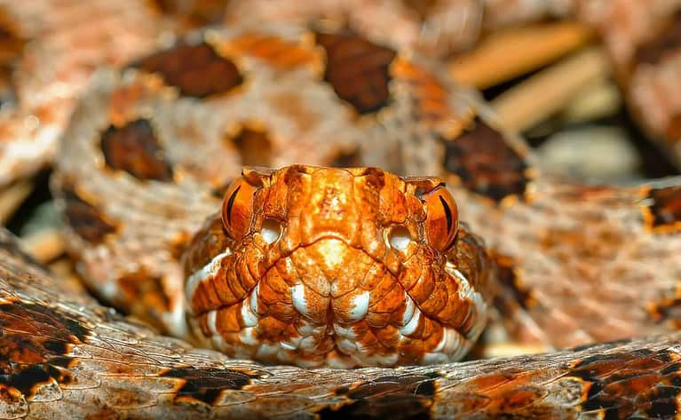 Close up view of red phase Carolina Pigmy or Pygmy rattlesnake - Sistrurus miliarius miliarus - front view of head and face showing heat sensing pits on either side. Georgia North Carolina border.