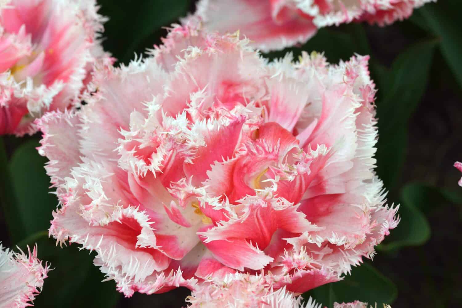 Tulipa 'Queensland' is a fringed tulip (Div. 7) with pink flowers
