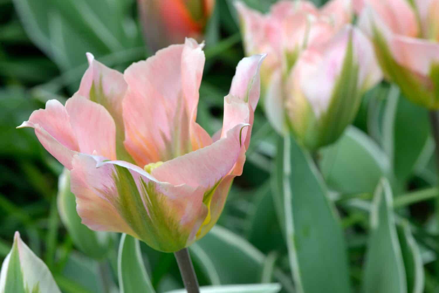 Tulipa 'China Town' is a Viridiflora tulip (Div. 8) with green and pink flowers