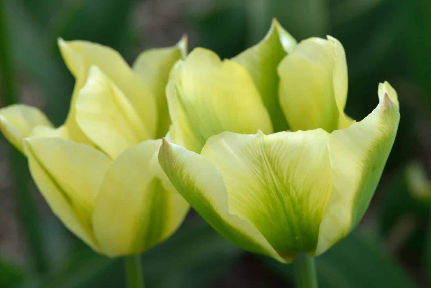Tulipa 'Spring Green' is a Viridiflora tulip (Div. 8) with green and white flowers