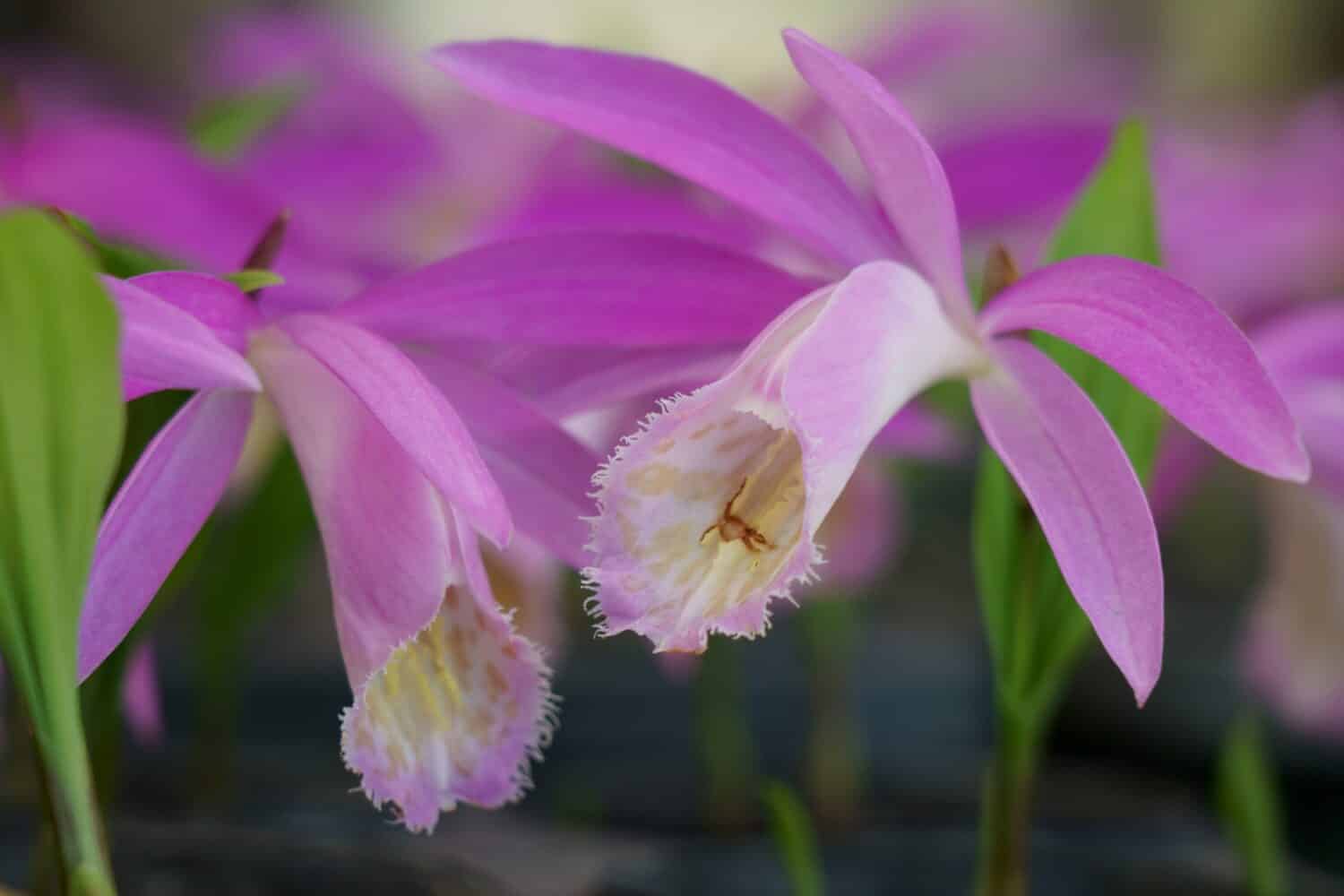 Pretty red-purple flowers of Pogonia japonica bloom in japanese spring