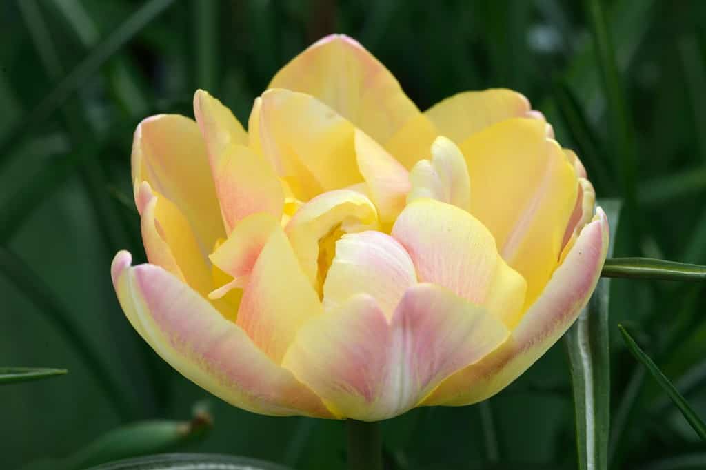 Tulipa 'Creme Upstar' is a double late tulip (Div. 11) with cream flowers