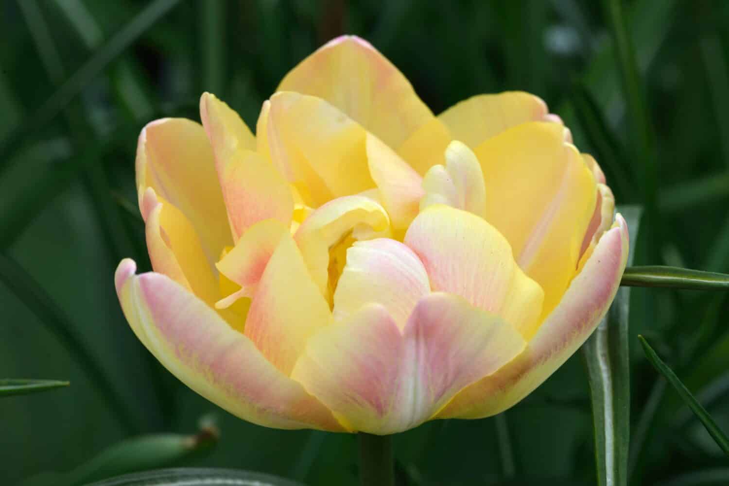 Tulipa 'Creme Upstar' is a double late tulip (Div. 11) with cream flowers