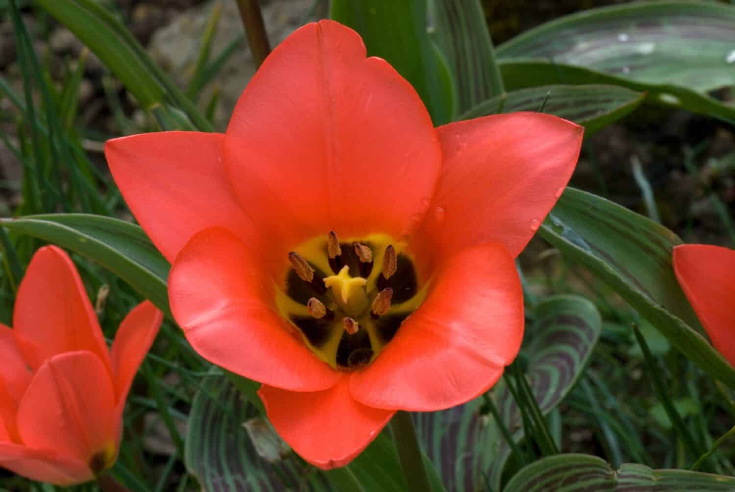 Tulipa 'Sweet Lady' is a Greigii Tulip (Div. 14) with red flowers