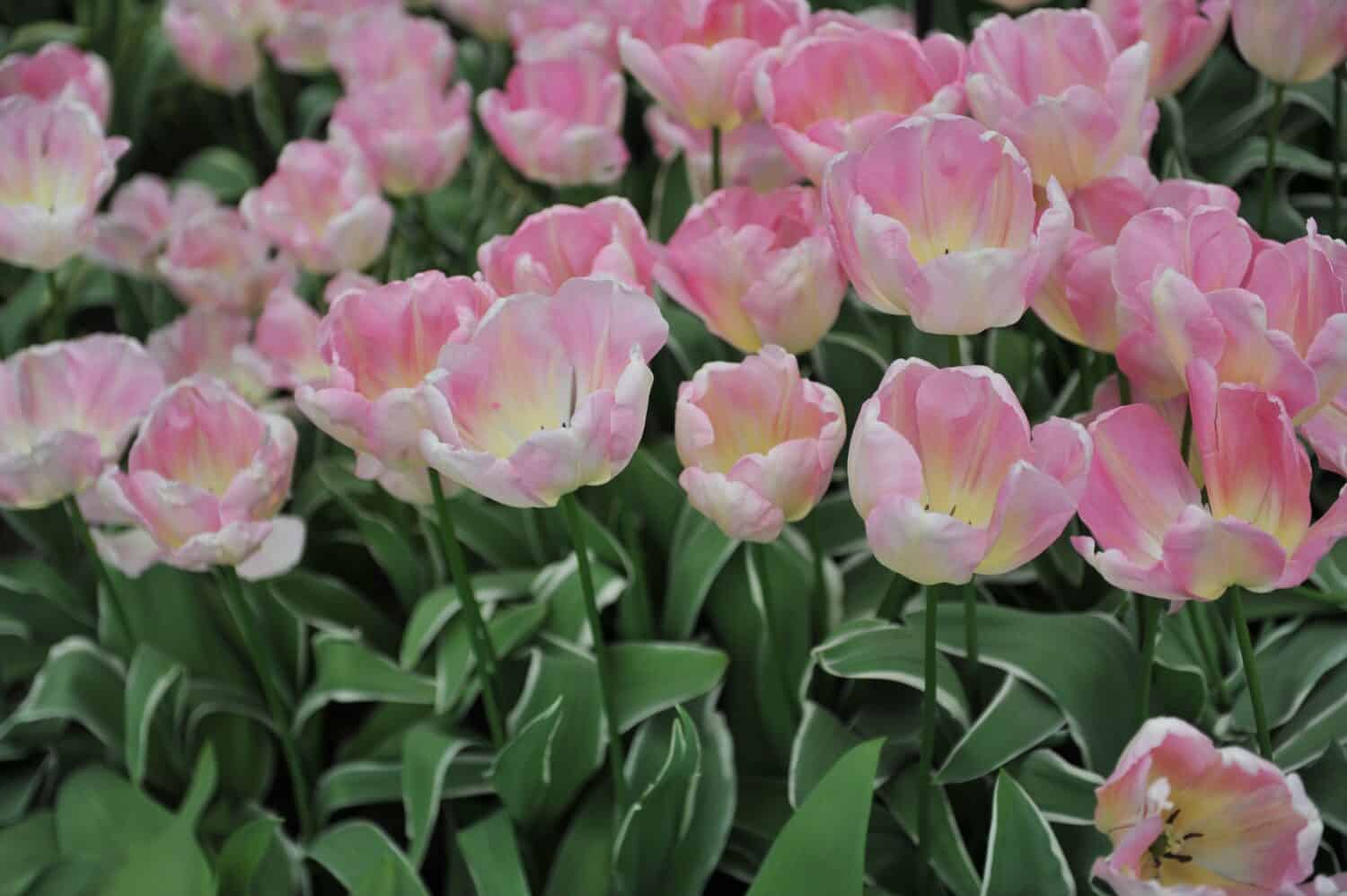 Pink Triumph tulips (Tulipa) New Design with variegated leaves bloom in a garden in April