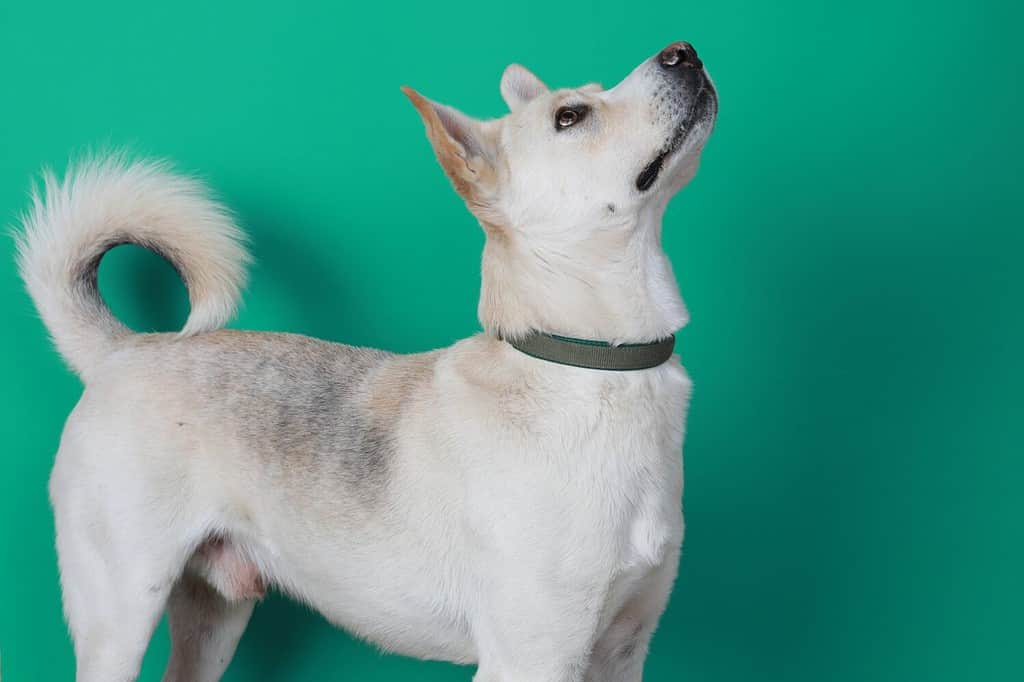 Animals Dogs White Labrador Husky Mix Dog on Green Background