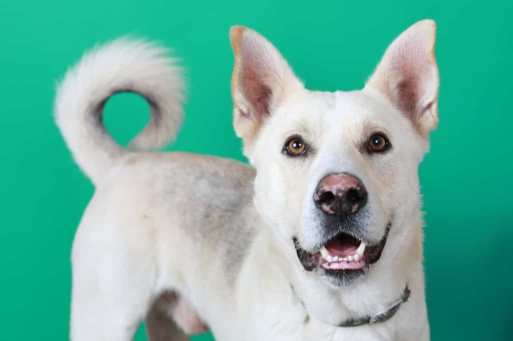 Animals Dogs White Labrador Husky Mix Dog on Green Background