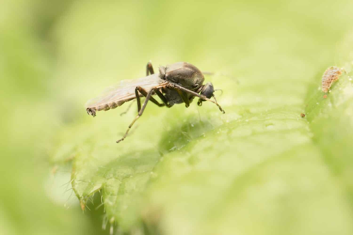 Prevent buffalo gnats from compromising backyard chickens