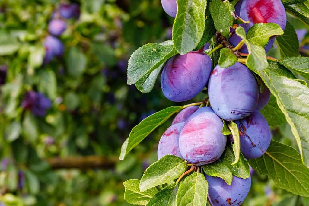 Fruit in Focus  Red Delicious - Fruit Salad Trees