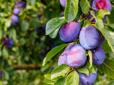 A Discover When Plums Are in Peak Season Across the U.S.