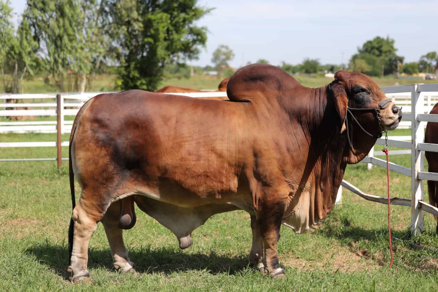 Beef cattle breeder, american brahman red.