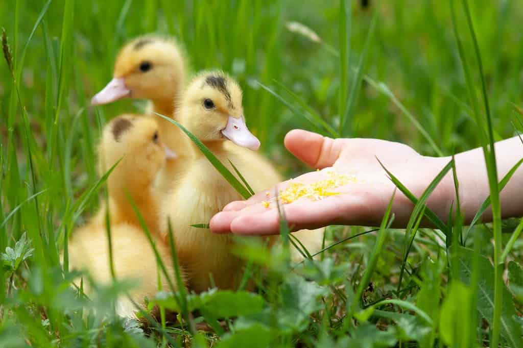 Feeding small ducklings mulard from the hand.