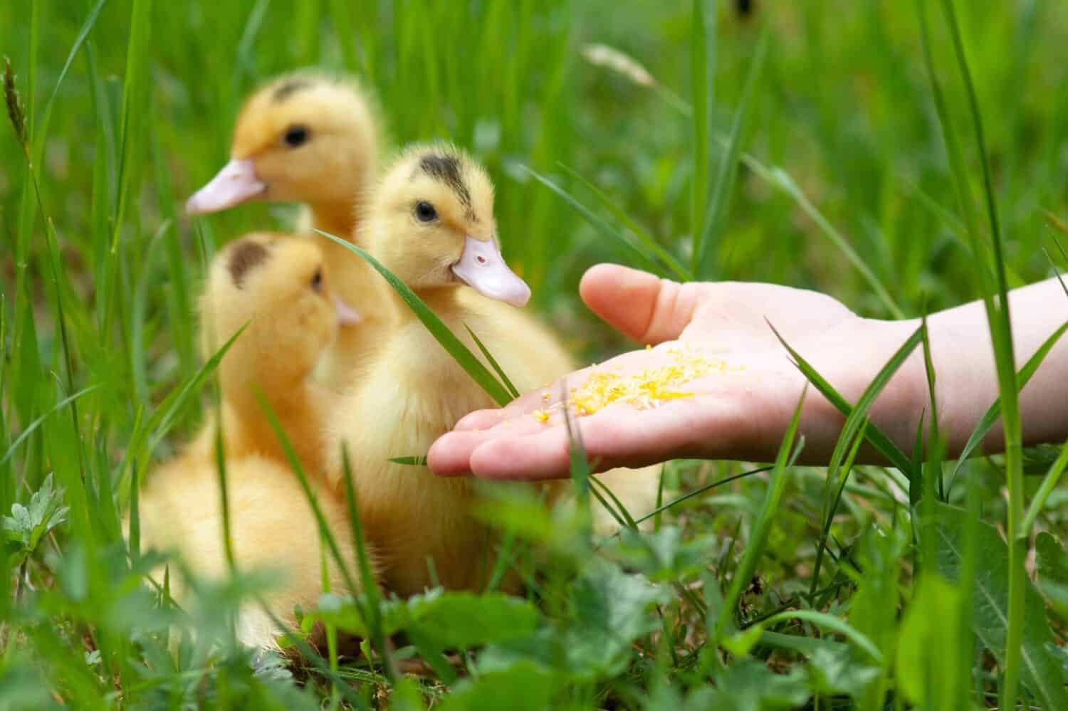 Feeding small ducklings mulard from the hand.