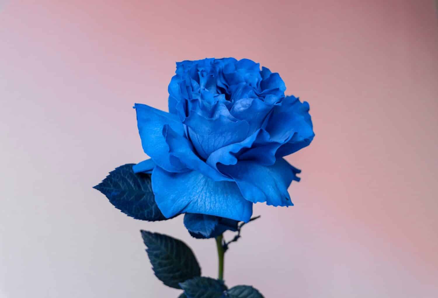 Blue rose close-up on a pink background