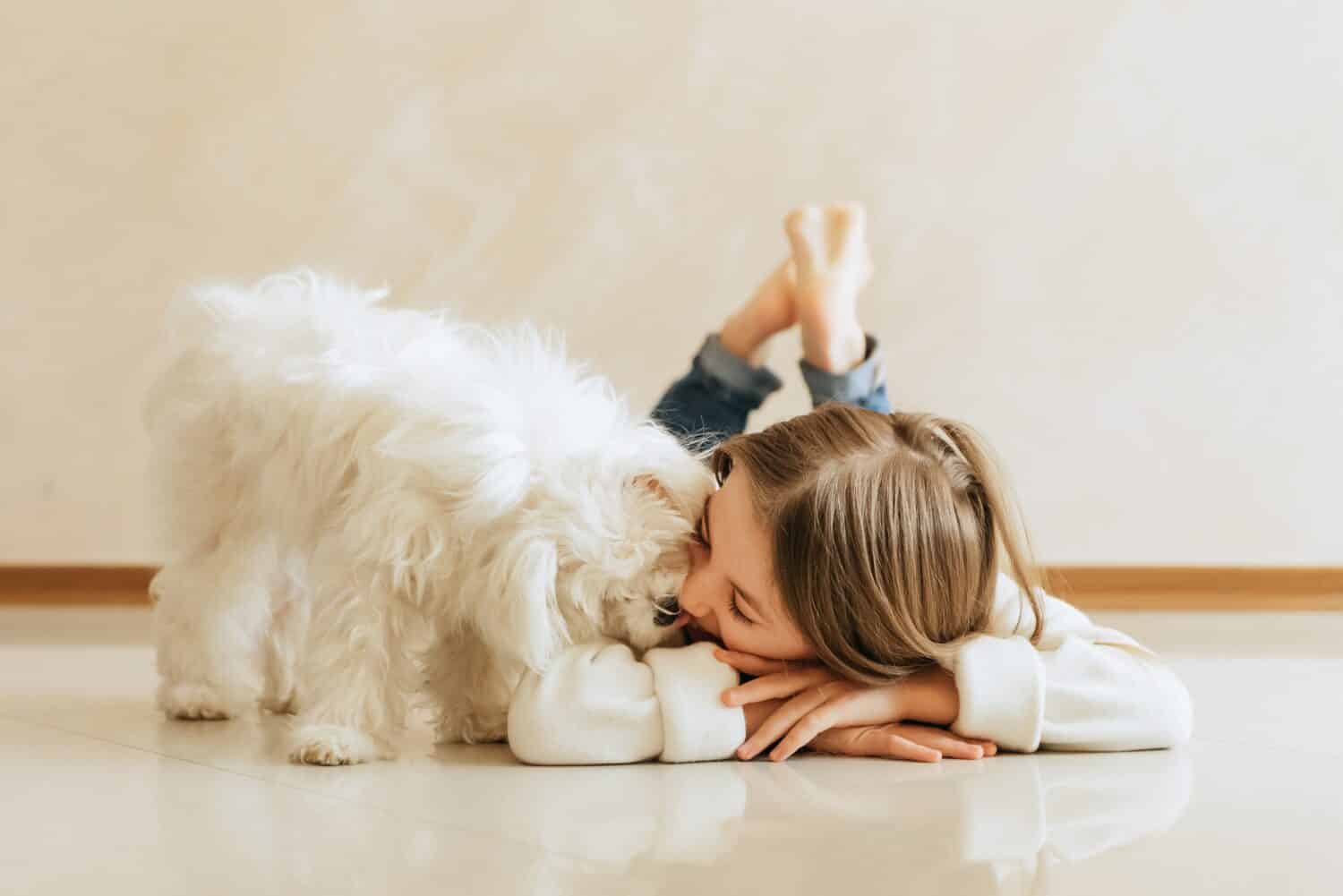 girl 9 years old with long hair model with a pet dog Maltese schoolgirl at home lifestyle on a beige background allergy veterinarian