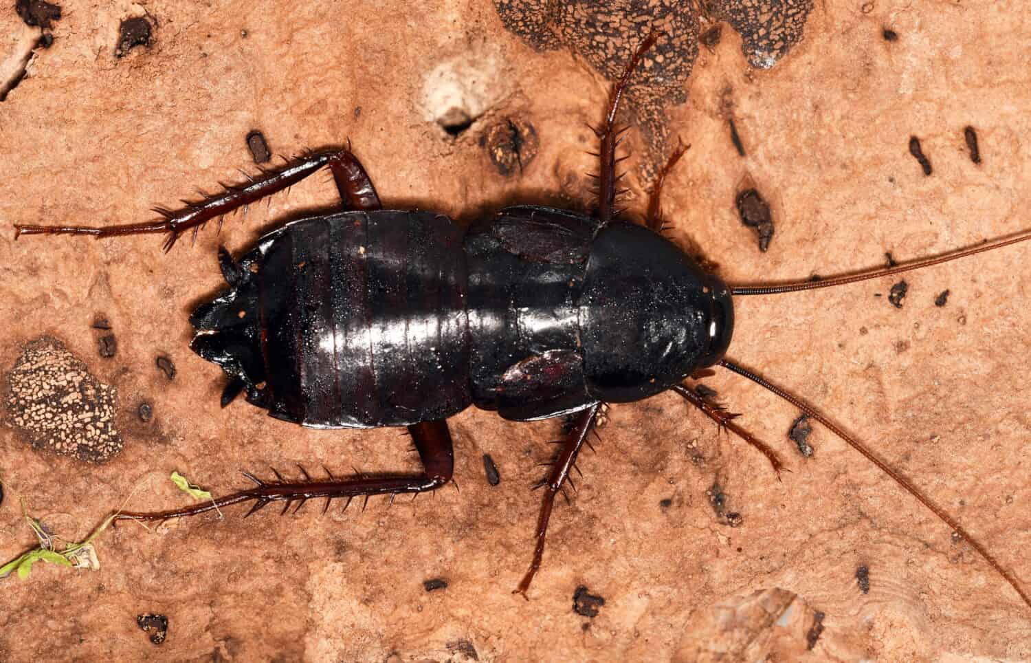 Female of Blatta orientalis (oriental cockroach, waterbug or black beetle), a cosmopotitan species of cockroach (Blattidae).