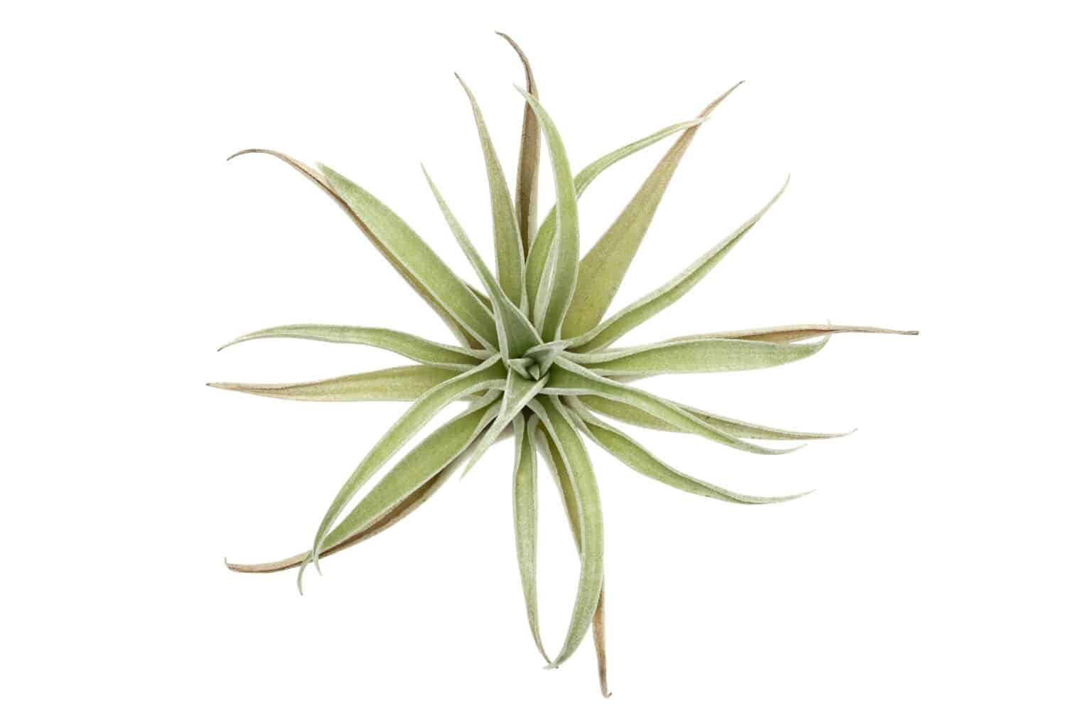 Tillandsia harrisii in the white background. Tillandsia. single plant with roots. Close-up shot from top to bottom. 