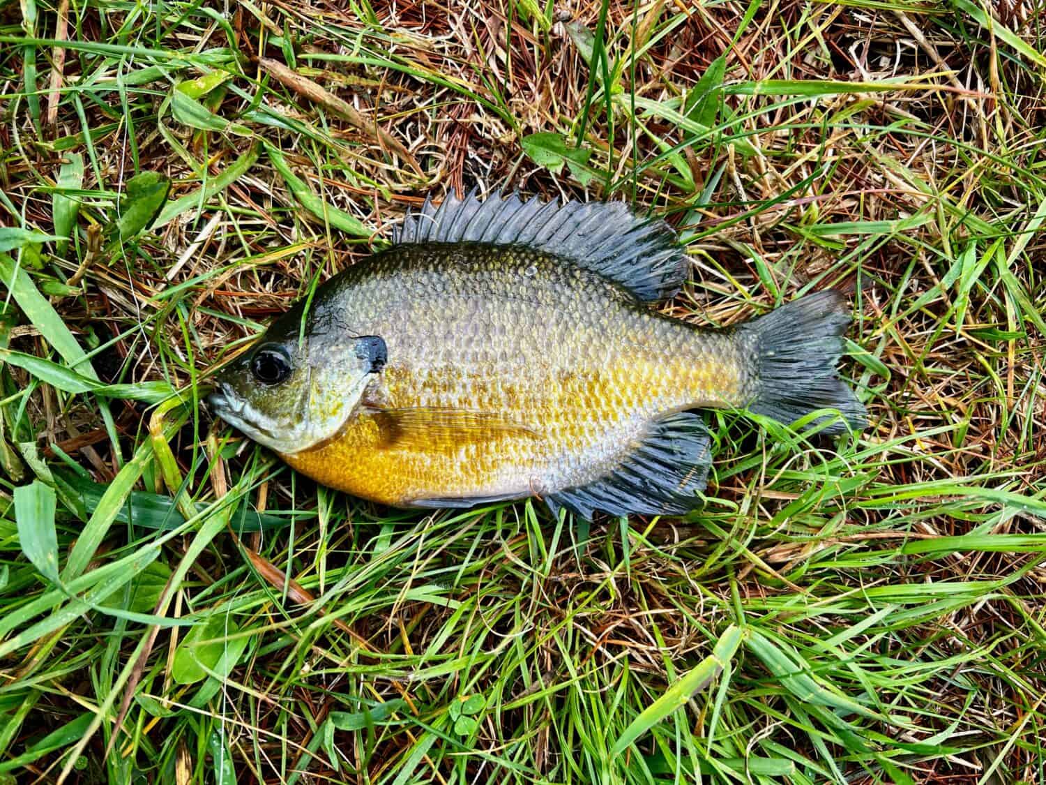 Bluegill or Brim freshly caught is laying on a grass background