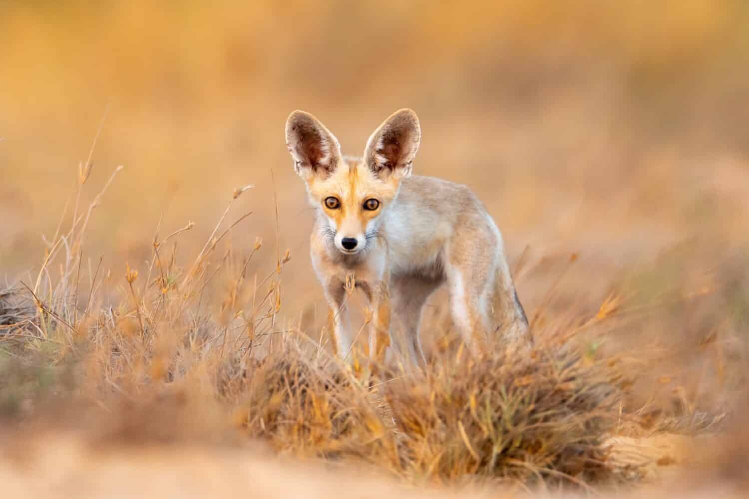 Ruppell's sand fox is a fox living in desert region 