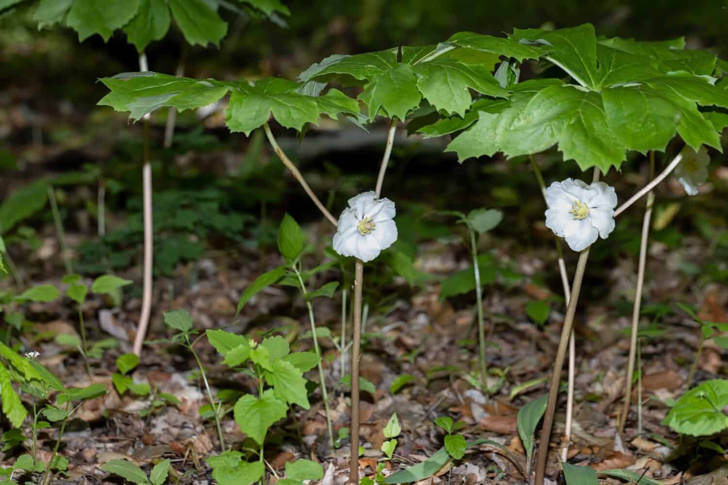 The Bloom Mayapple (Podophyllum peltatum) The native plants that grow in large colonies. These plants have an edible fruit and the Native Americans had medicinal uses for parts of this plant 