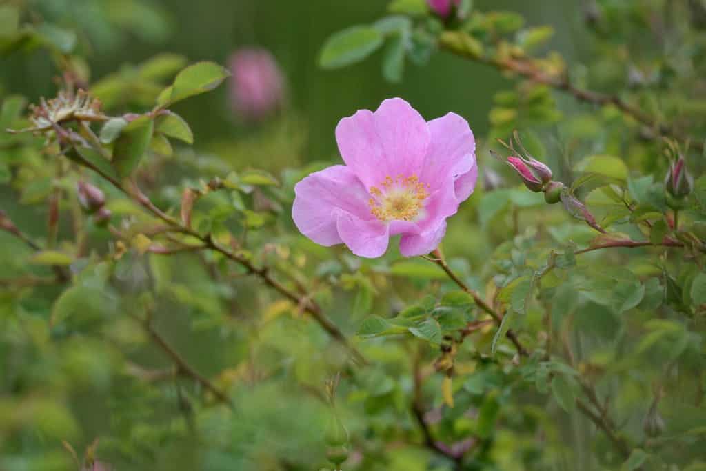 Native wild rose, the Rosa nutkana, of the coastal Pacific Northwest. It appears frequently in northern Idaho.