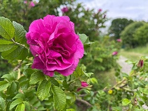 7 Gorgeous Roses Found In Michigan Picture