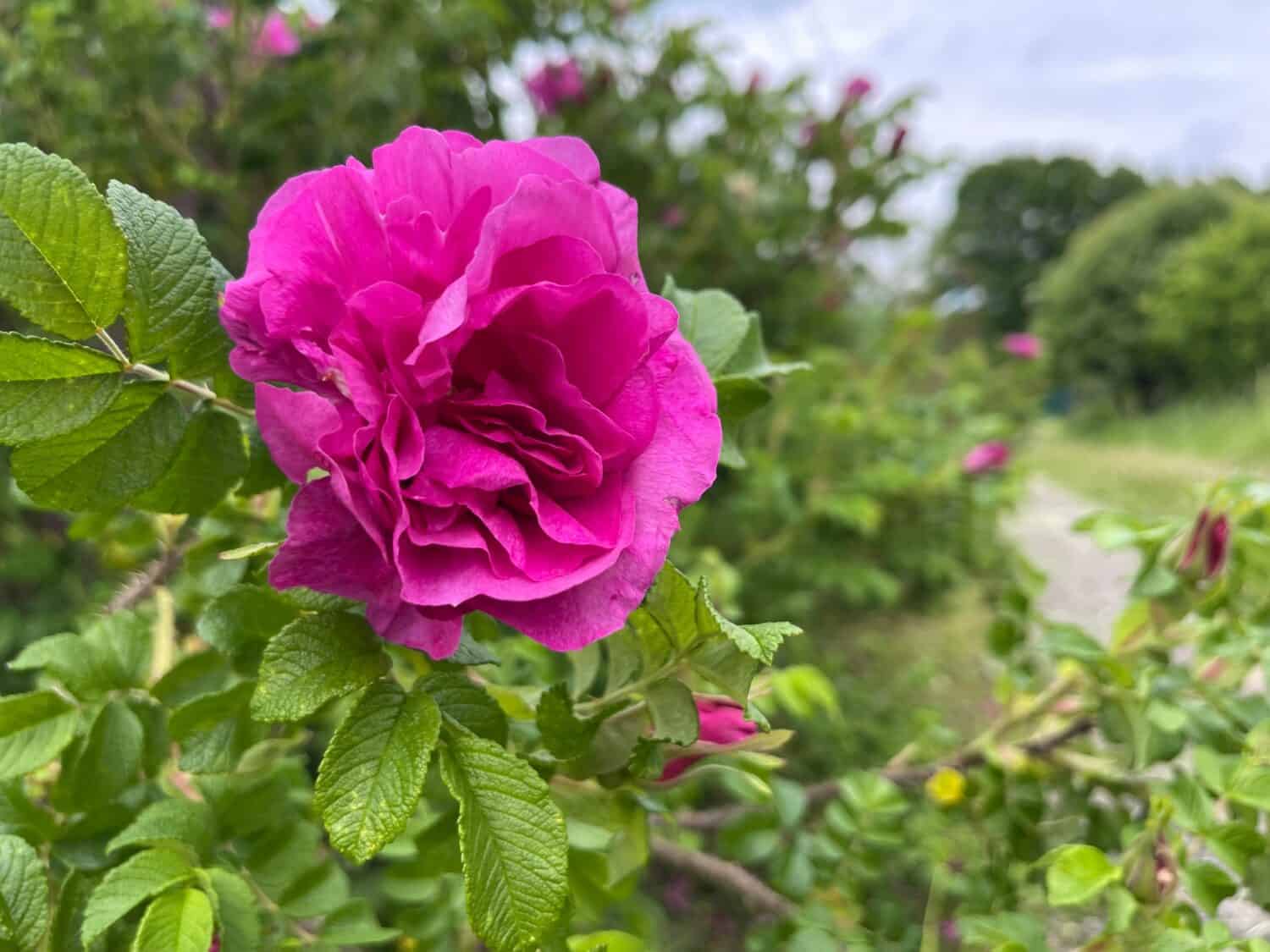 Rugosa rose (Rosa rugosa) flower blooming outdoors.