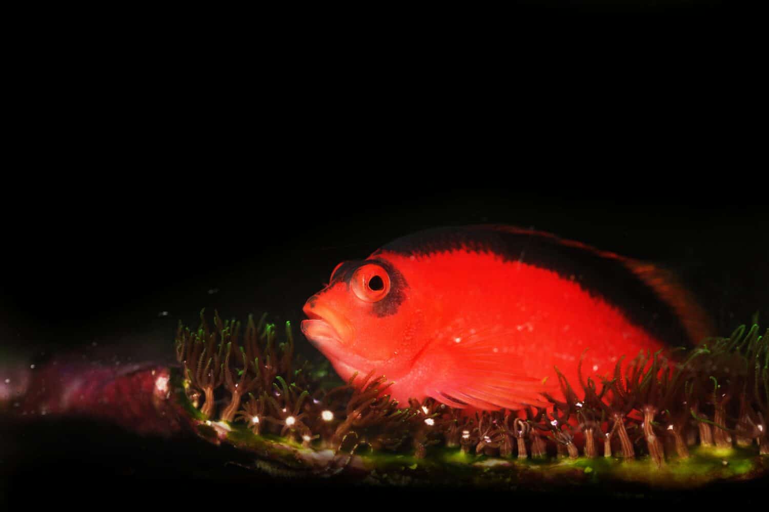 flame hawkfish (Neocirrhites armatus) from the pacific reef