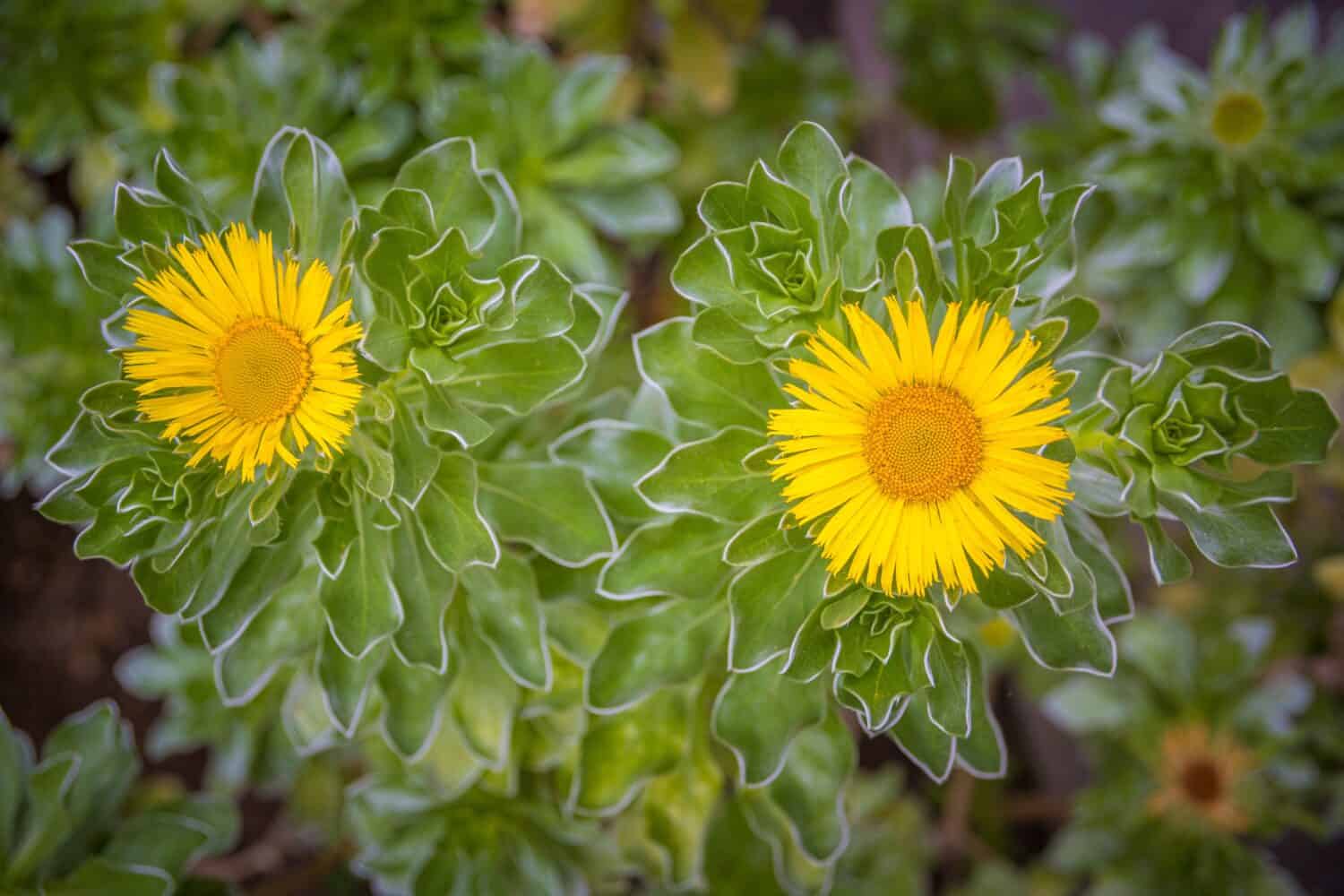 Close-up shot of Asteriscus sericeus, the Canary Island daisy, a species in the daisy family endemic to the Canary Islands. Beauty in nature.