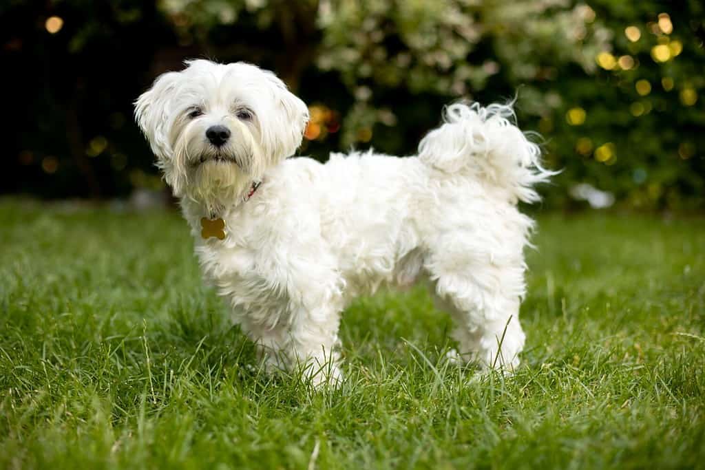 A white Maltese standing . 