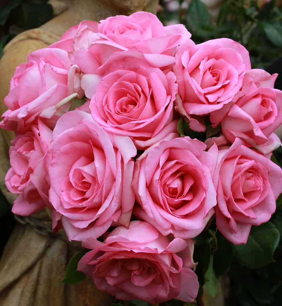 Rosa 'Beverly' (Korpauvio). A pink hybrid tea rose bred by Kordes Roses. Also known as 'Perfume Passion' in Australia.