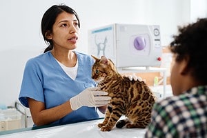 What is a Certified Fear-Free Vet and Should You Use One? Picture