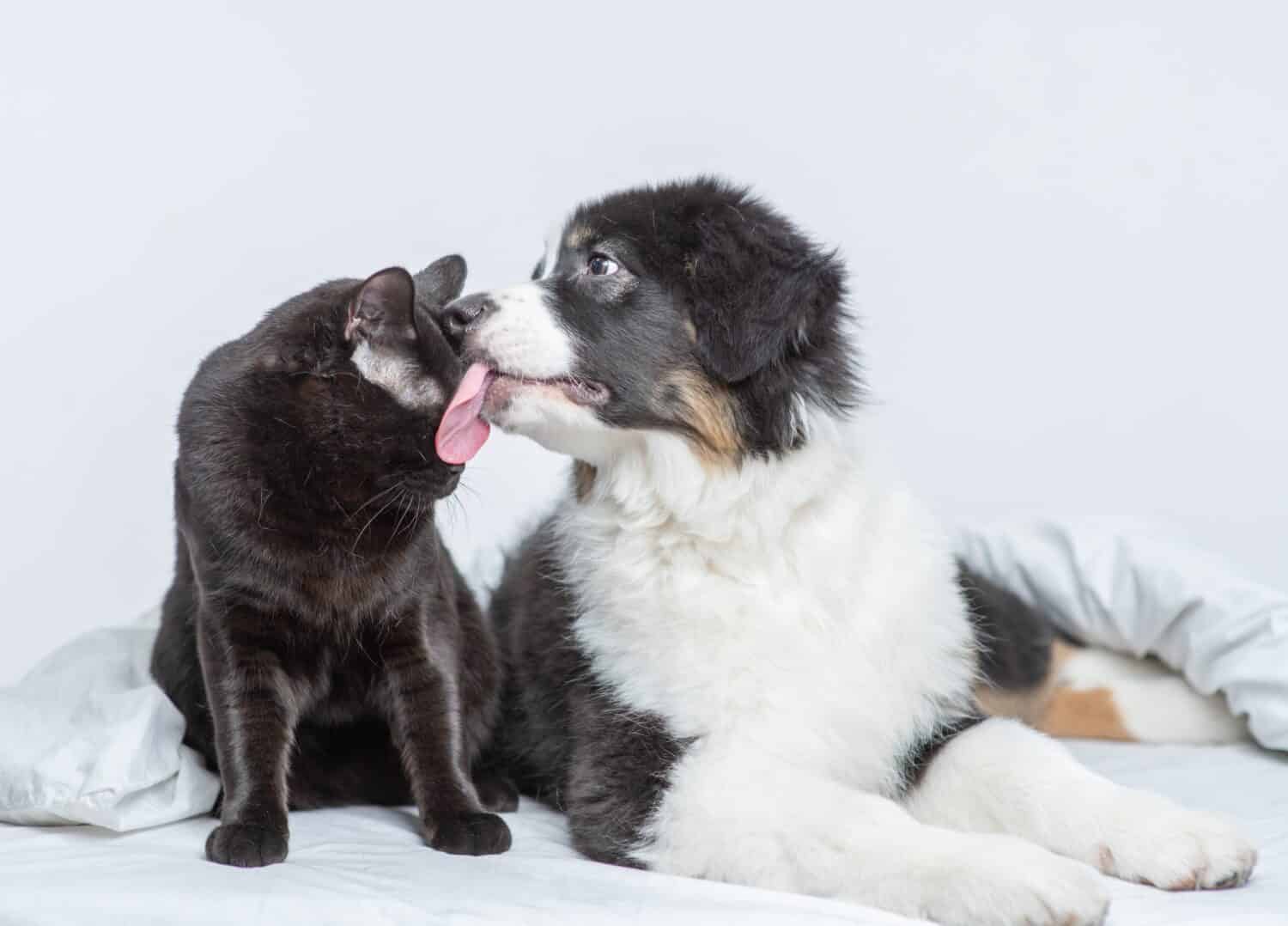 Australian shepherd puppy licks a cat on a bed at home