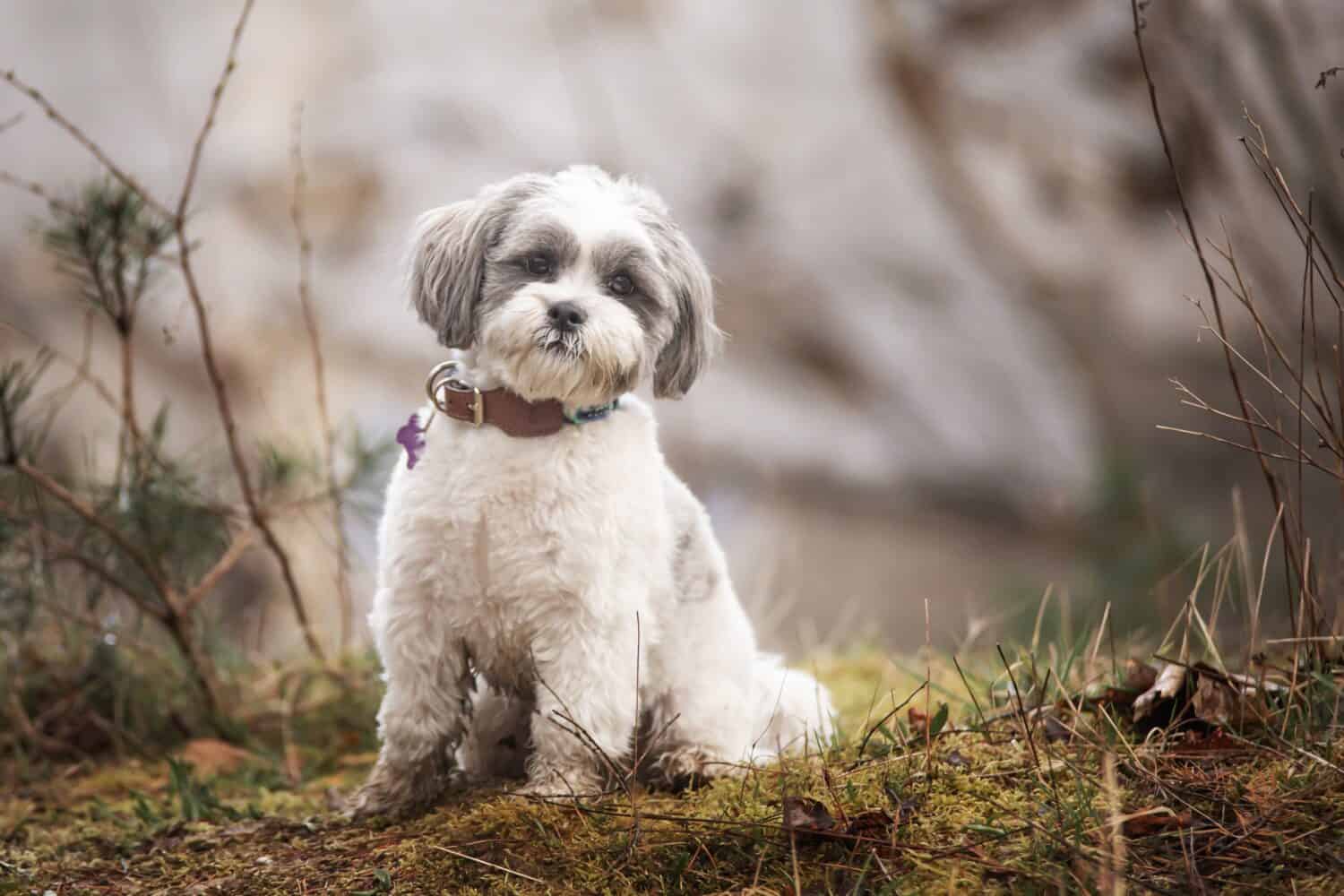 Lhasa Apso dog in urban location