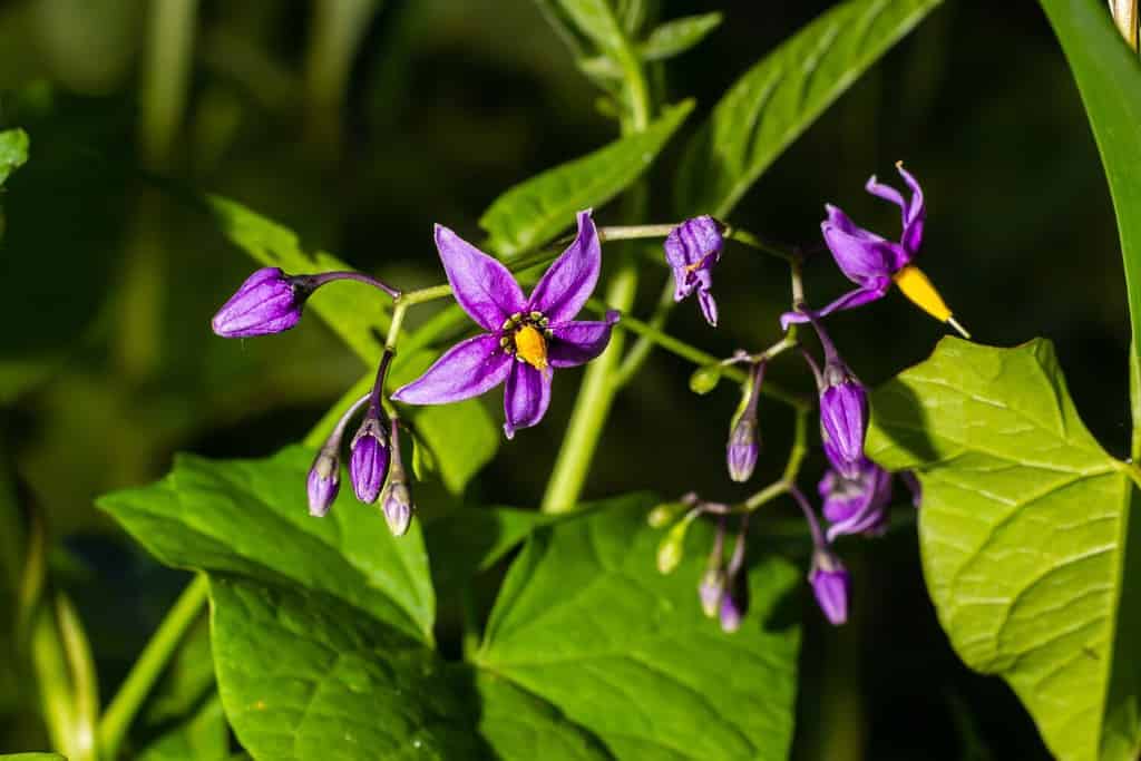 Bittersweet nightshade, Solanum dulcamara, flowers and buds with leaves close up.