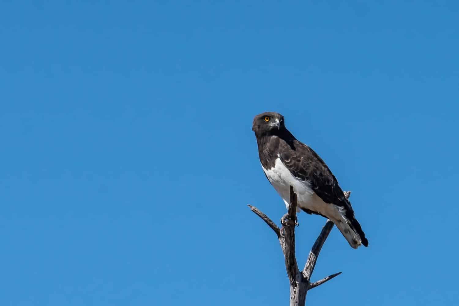 The black-chested snake eagle or black-breasted snake eagle is a large African bird of prey of the family Accipitridae. It resembles other snake eagles and was formerly considered conspecific with the