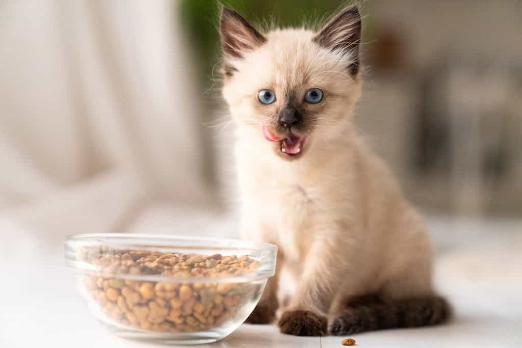 Funny little fluffy kitten eats dry food from a bowl. Kitten licks, delicious meal. Siamese or Thai cat breed. High quality photo