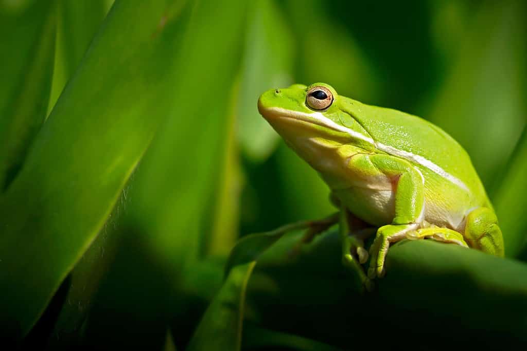 American green tree frog with lush ginger foliage