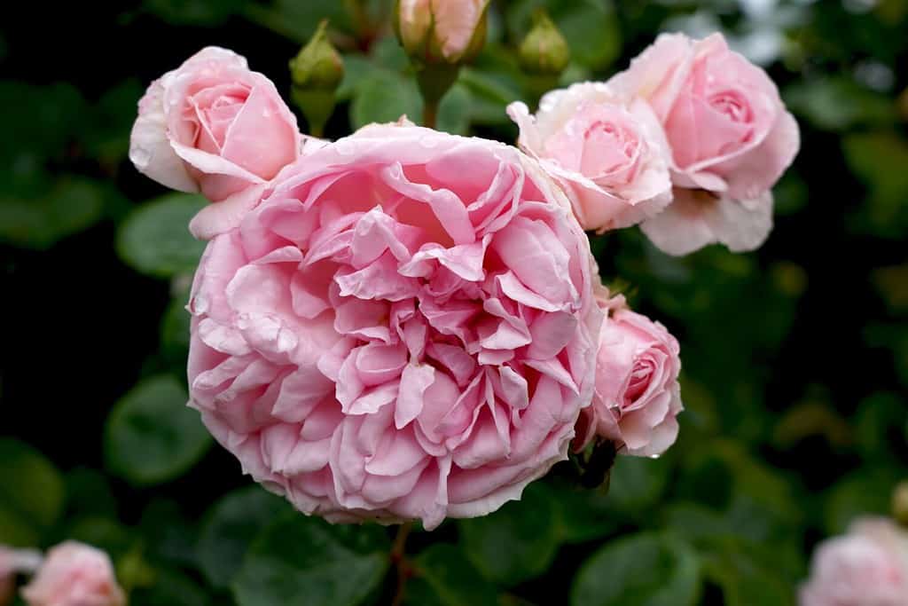 A single bloom of the pink climbing rose 'Cinderella' (KORfobalt). Bred by Kordes Roses.