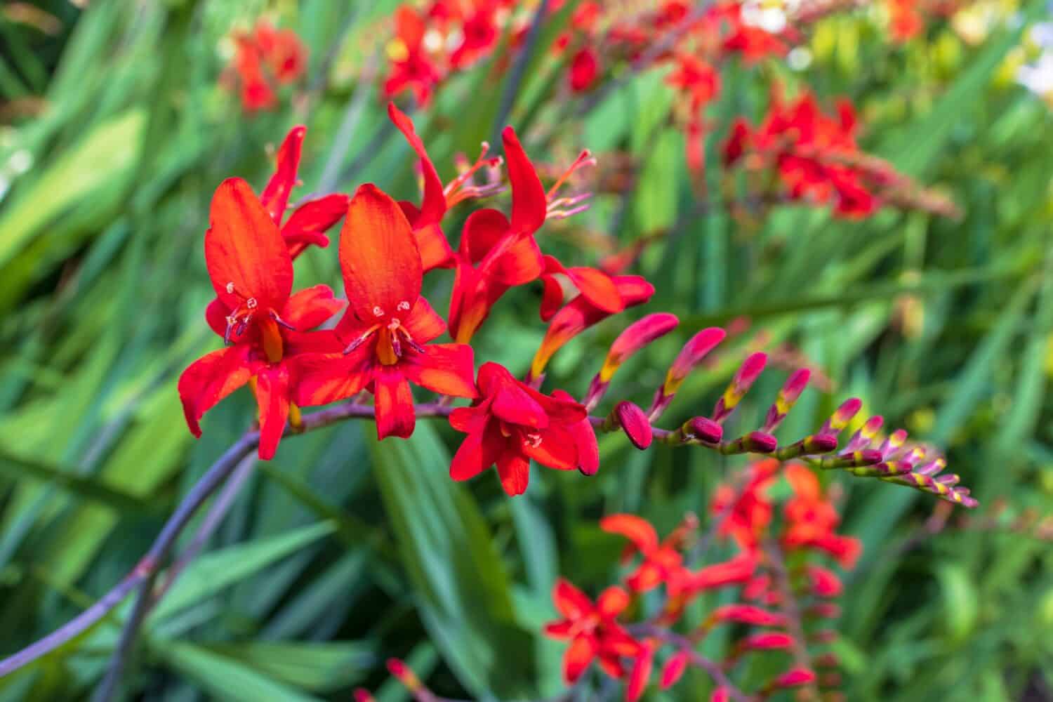 Crocosmia Lucifer red Montbretia small genus of flowering plants in the iris family Iridaceae growing in herbaceous border.