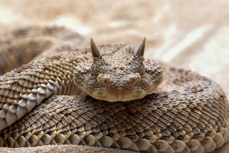 Cerastes cerastes commonly known as the Saharan Horned Viper or the Desert Horned Viper, is a venomous species of viper native to the deserts of northern Africa.