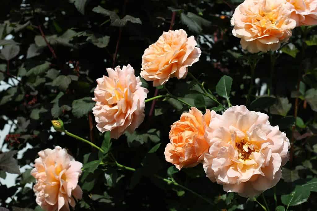 Peach color flowers of rose Polka (selected in France by Meiland) in a summer garden.